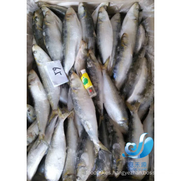 Frozen sardine para la venta